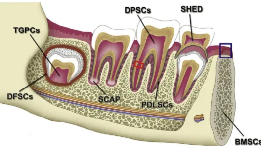 Figure  4.  Illustration  qui  démontre  les  sources  de  cellules  souches  dentaires  les  plus  importantes