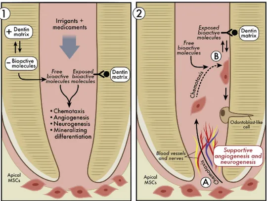 Figure 5. Illustration du potentiel d’action des irrigants et médicaments dans le relargage  ou l’exposition de molécules bioactives séquestrées dans la dentine et leur influence sur  les  événements  de  régénération  incluant  la  chimiotaxie,  la  diffé