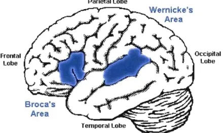 Figure  1 Aires cérébrales  liées au  langage 