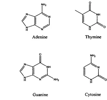 Figure 6. Structures of the four nucleobases: A, T, G, C. 
