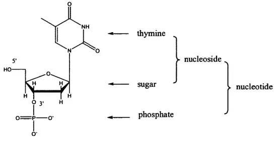 Figure 7. Structure of a nucleotide, thymine-3 '-monophosphate, i.e., Tp. 