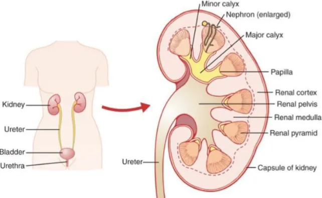 Figure 1 The scheme of normal urinary system anatomy (left) and kidney longitudinal  section (right) [2]