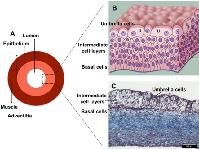 Figure 2 (A) Schematic transverse section of ureter, B) urothelium [11], and C)  histological transverse section of tissue-engineered ureter with Masson Trichrome staining