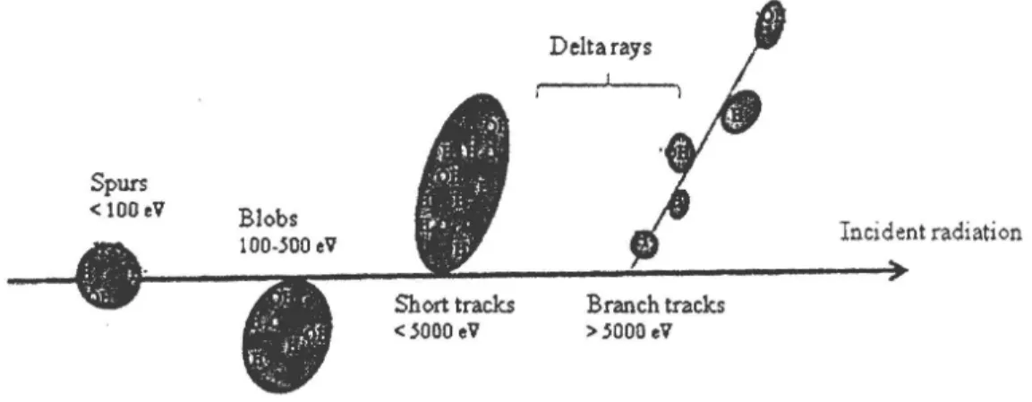 Figure 1.1  Track  structure  classification  by  track  entit1es  so-called  spurs  (spherical  entities, up to  100 eV), blobs (spherical or ellipsoïdal,  100-500 eV), and short  tracks (cylindrical,  500  eV-5 keV)  for a primary high-energy electron (n