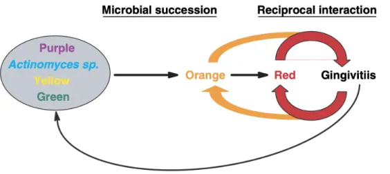 Figure 2.  Représentation  de  la  succession  bactérienne  entrainant  la  formation  d’inflammation gingivale