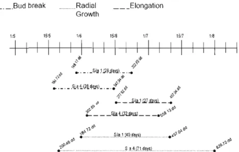 Figure 10  The  beginning  and  ending  of the  bud  burst,  the  elongation  and  the  radial  growth from  May first  2006 (l/5) to August first 2006 (1/8) for  the site Sila  1 and  4 with the  sumT in  degrees day (dd) for each of the  begging and  end