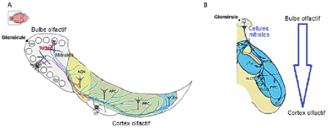Figure 2 adaptée de Mori, 2014 