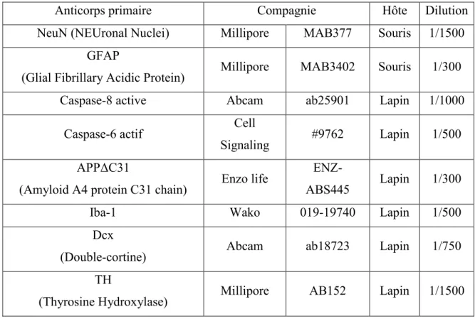 Tableau 3. Anticorps primaire utilisés en immunohistochimie  
