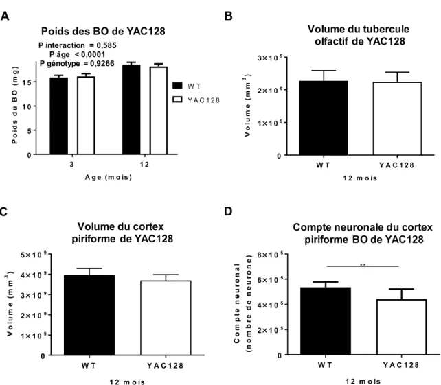 Figure 4. Diminution du volume et du compte neuronales dans le cortex piriforme des  YAC128  