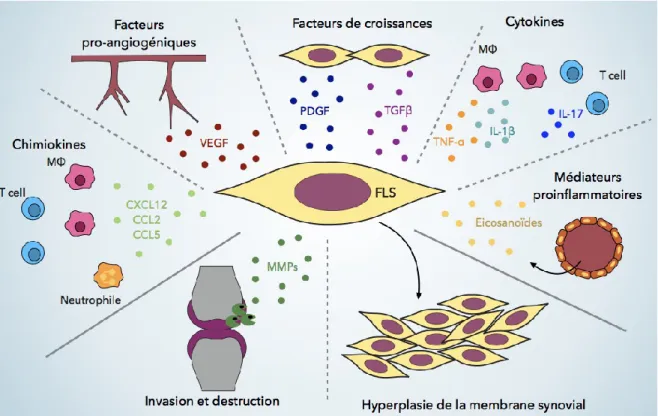Figure 2 Activation des FLS 