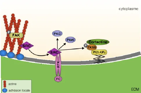 Figure 4 Initiation de la formation d’invadosome 