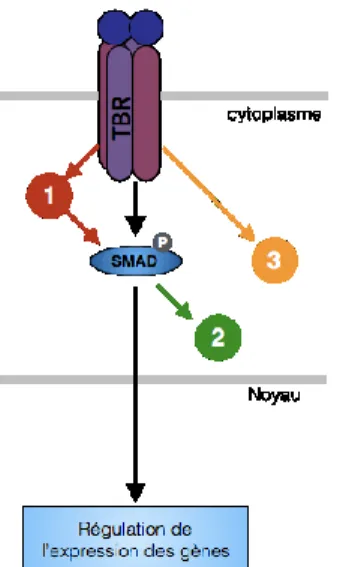 Figure 8 Signalisation non-SMAD du TGFβ 