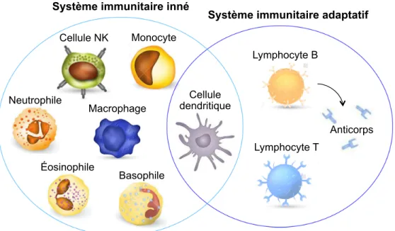Figure 1 : Les cellules du système immunitaire et leur répartition au sein des deux  grandes classes de mécanismes de défense de l’hôte, soit le système immunitaire  inné et le système immunitaire adaptatif