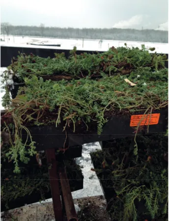 Figure 2.1 Toit vert, fait de caissettes végétalisées, sur le bâtiment de l’OMHTR (tiré de OMHTR, 2016)  Une dernière adaptation dans ce thème sert à diminuer le nombre d’ICU par la végétalisation