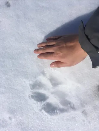 Figure 4 – Sur la trace des loups, balade avec Dinjik en haut de Crow Mountain (mai 2017) 