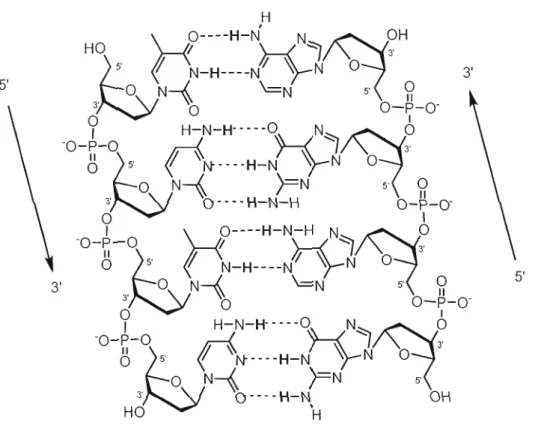 Figure 1.12 Liens  phosphodiesters entre les positions 3' et 5' des  nucléotides formant  la  structure rigide des brins d'ADN 
