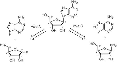 Figure 1.13  Chemins rétrosynthétiques couramment utilisés pour la  synthèse de  nucléosides 