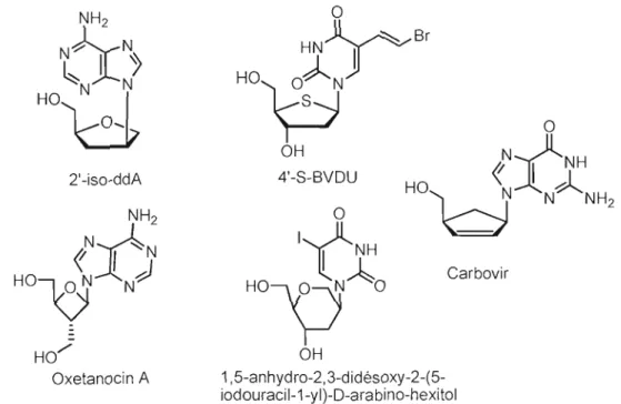 Figure 1.16 Exemples d'analogues de nucléosides  possédant des modifications sur la  partie glucidique 