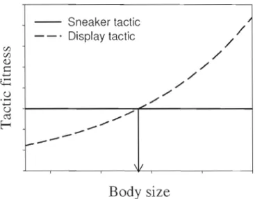 Figure 1.2: Fitness payoffs associated  with sneaker and  display  lactics  for  males  as  a  funclion  of body  size