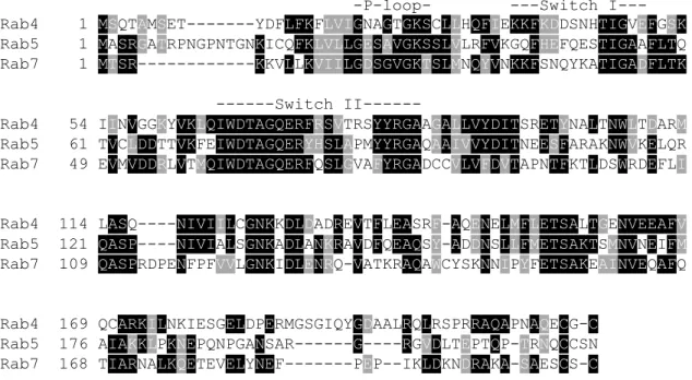 Figure 2 : Alignement de séquence des GTPases Rab4, Rab5 et Rab7. On constate la  conservation  des  acides  aminés,  en  noir,  ainsi  que  les  acides  aminés  présentant  des  propriétés physicochimiques semblables, en gris