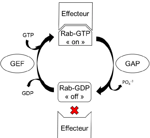 Figure 3 : Cycle général d’activation/inactivation des petites GTPases. Les GTPases,  Rab pour ce cas de figure, présentent une affinité amoindrie pour leurs protéines effectrices  lorsque GDP-liées