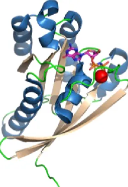 Figure 4 : Structure tridimensionnelle de la petite GTPase Rab4. Représentation ruban  des  structures  secondaires :  les  hélices  alpha  (rouge)  et  les  feuillets  beta  (beige)