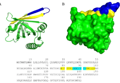 Figure 8 : Structure et séquence de L-PGDS. Représentation tridimensionnelle ruban  (A) et surface (B) de la Prostaglandine D Synthase de type Lipocaline