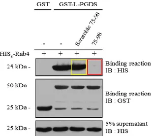 Figure 9 : Pulldown par affinité des protéines Rab4-His 6  et L-PGDS-GST, en absence  et en présence d’un peptide dérivé de la séquence de L-PGDS