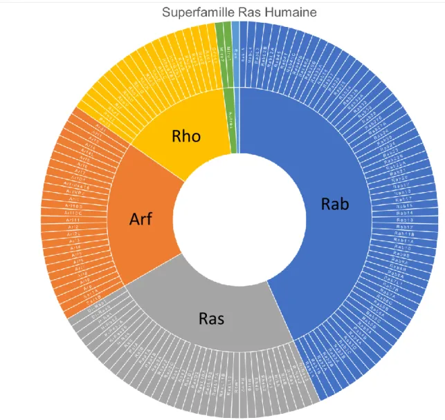 Figure 1 : Les GTPases de la superfamille Ras humaine. Les membres des sous-familles  Rab,  Ras,  Arf,  Rho  et  Ran  sont  représentées  en  bleu,  gris,  orange,  jaune  et  cyan,  respectivement