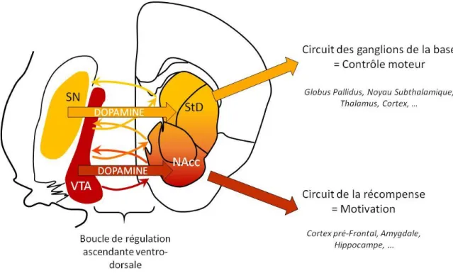 Figure  7 :  Organisation  schématique  fonctionnelle  des  projections  dopaminergiques  de  la  VTA et de la SN sur le Striatum
