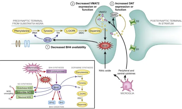 Figure  8 :  Mécanismes  potentiels  des  effets  de  l’inflammation  sur  la  synthèse  de  BH4  et  la  synapse  dopaminergique
