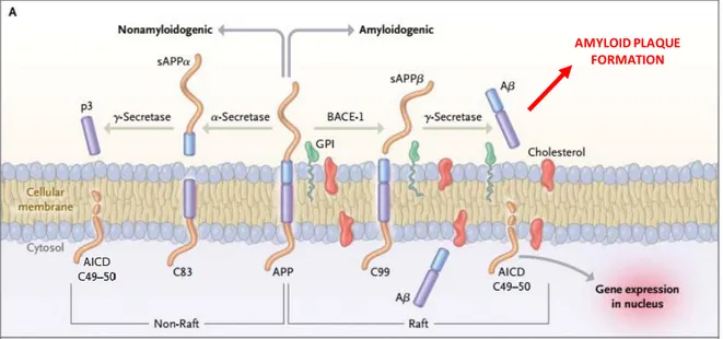 Figure 11 : Métabolisme de l’APP et production du peptide Aβ conduisant à la formation de  plaques amyloïdes