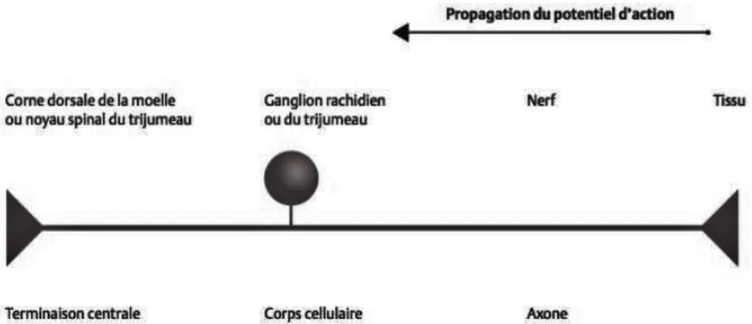 Figure 1 : Le protoneurone [7] 