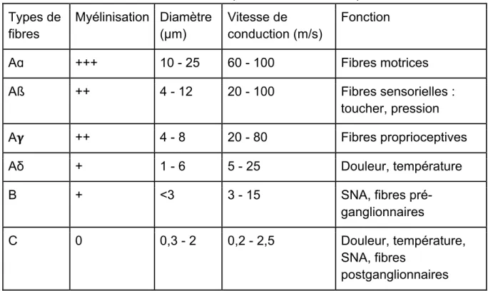 Tableau I : Caractéristiques des fibres nociceptives  Types de  fibres  Myélinisation  Diamètre (µm)  Vitesse de  conduction (m/s)  Fonction 