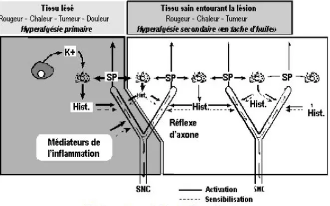Figure 3 : Hyperalgésie primaire, hyperalgésie secondaire et réflexe d’axone [7] 
