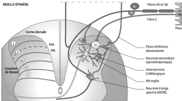 Figure 4 : Connexion des neurones périphériques de la corne dorsale de  la moelle [7] 