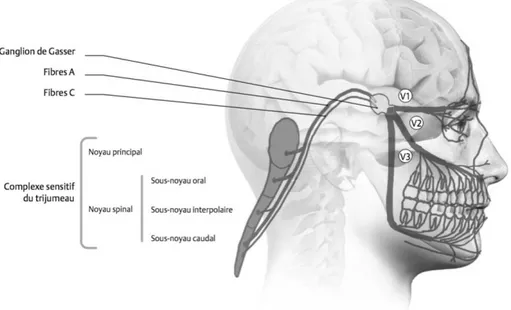 Figure 6 : Le nerf trijumeau [7] 