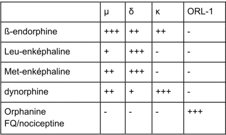 Tableau II : affinité des différentes endorphines pour les différents récepteurs (- :  aucune; + : faible ; ++ : modérée ; +++ : forte ) 