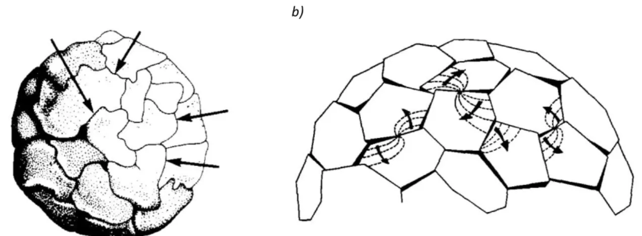 Figure 1.14. Représentation schématique de la croissance circonférentielle des nodules de graphite selon  Gruzleski [62] (a) et de la croissance par extension de marches selon Double et Hellawell [27] (b)