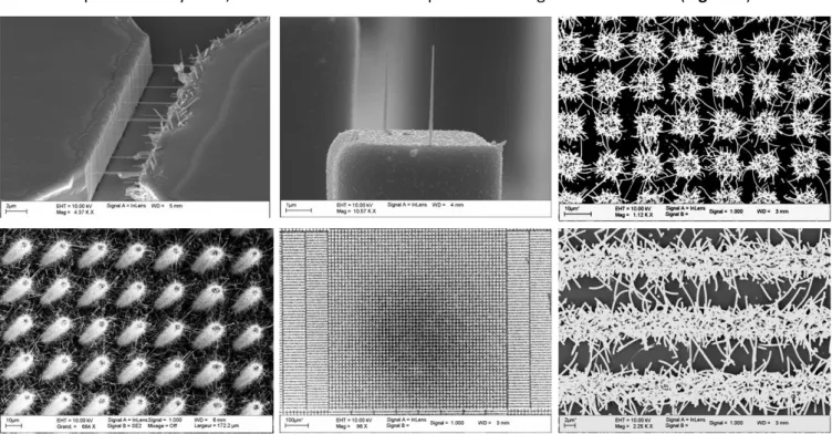 Figure 4: Images MEB montrant des croissances localisées de nanofils de silicium. 