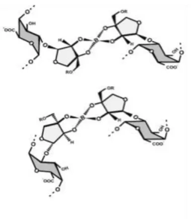 Fig. 1.20. The structures of two possible isomers of the reversible RG -II-Boron diester found in the  walls of plant 