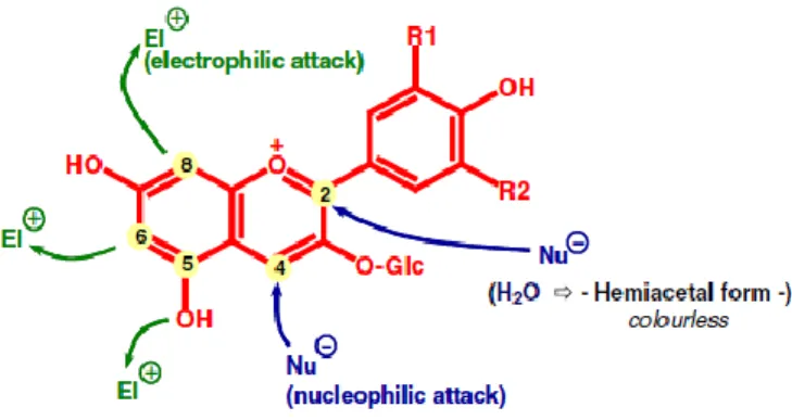 Figure I.9: Schematic representation of the main reactive position of anthocyanin structures 