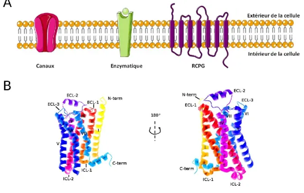 Figure 1: Les récepteurs membranaires. (A) Représentation des principaux types de  récepteurs  membranaires :  les  canaux,  les  récepteurs  à  activité  enzymatique  et  les  récepteurs  couplés  aux  protéines  G  (GPCRs)