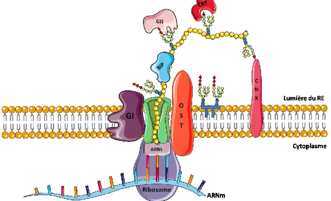 Figure  3:  Initiation  de  la  synthèse  de  protéines  membranaires  et/ou  de  sécrétion