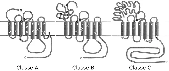 Figure 5: Diagramme illustrant les trois classes de GPCRs ainsi que leurs principales  caractéristiques