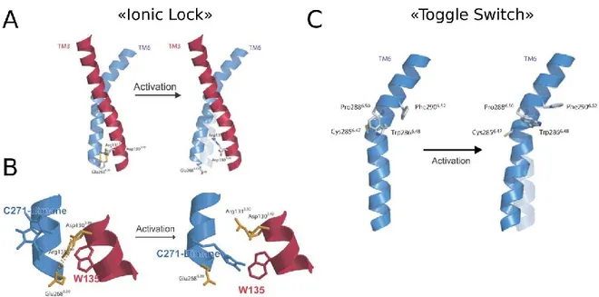 Figure  7:  Changements  structuraux  des  GPCRs  suite  à  leur  activation.  (A)  Mouvement  des  TMIII  et  TMVI  du  récepteur  β 2 AR  montrant  les  acides  aminés  impliqués  dans  la  formation  du  « ionic  lock »