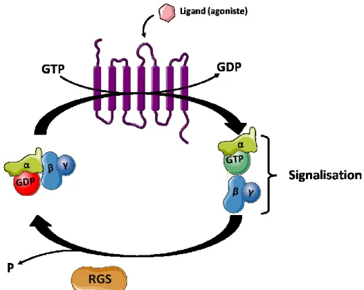Figure 8: Cycle d’activation/désactivation des protéines G hétérotrimériques (Inspiré  de Hewavitharana and Wedegaertner, 2012)