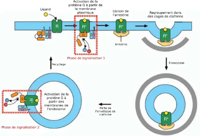 Figure 9: Modèle de signalisation à deux phases des GPCRs. La première se déroule à  la membrane plasmique et la seconde aux membranes des endosomes, le tout séparé  par le processus d’endocytose  (Adapté de Irannejad et al., 2013)