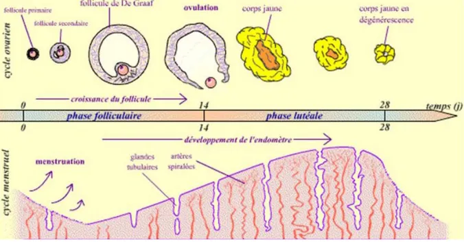 Figure  1  :  Le  cycle  menstruel  chez  la  femme  (7)     