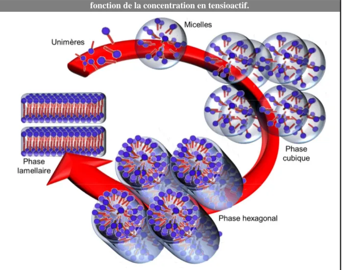 Figure 8. Agrégation des tensioactifs en micelles et phases cristallines liquides en  fonction de la concentration en tensioactif